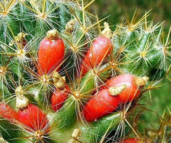 Mammillaria _prolifera_ ssp.prolifera 'haitiensis' _13